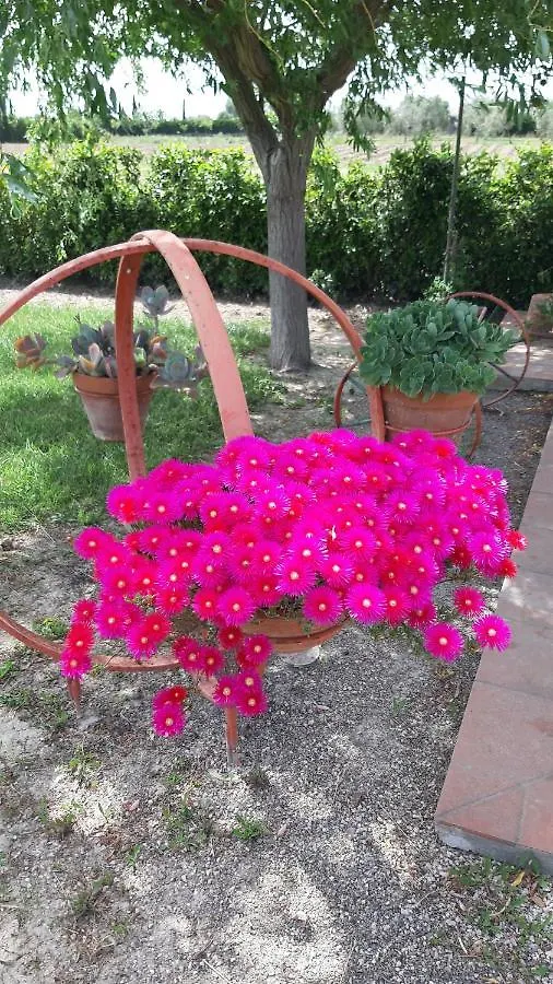 Agriturismo Corte Degli Angeli Marina di Grosseto