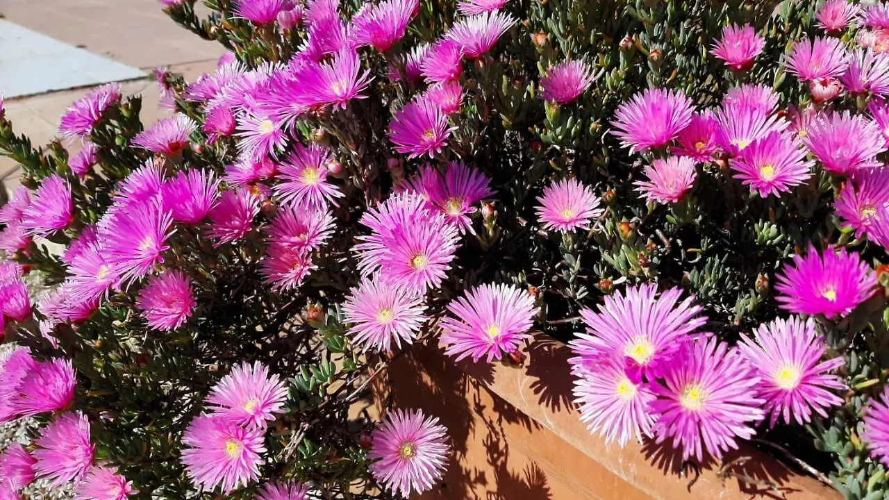 Alloggio per agriturismo Corte degli Angeli Marina di Grosseto Italia
