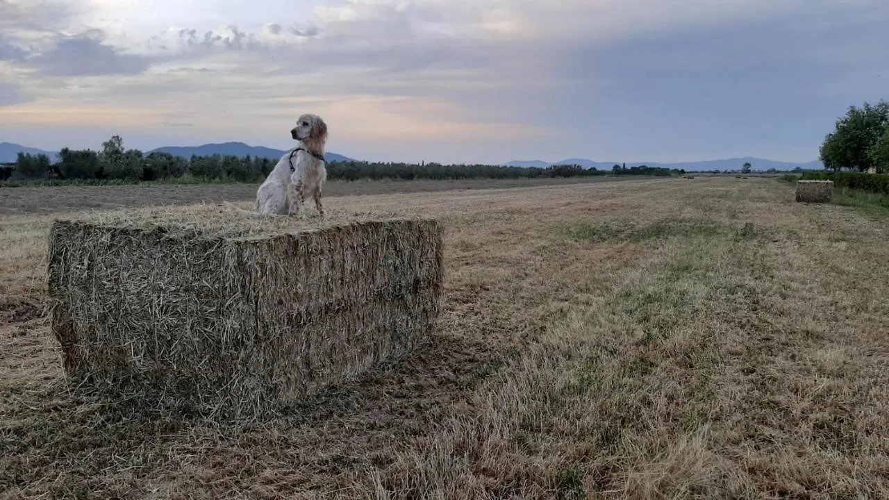 Bauernhof Agriturismo Corte Degli Angeli Marina di Grosseto Italien